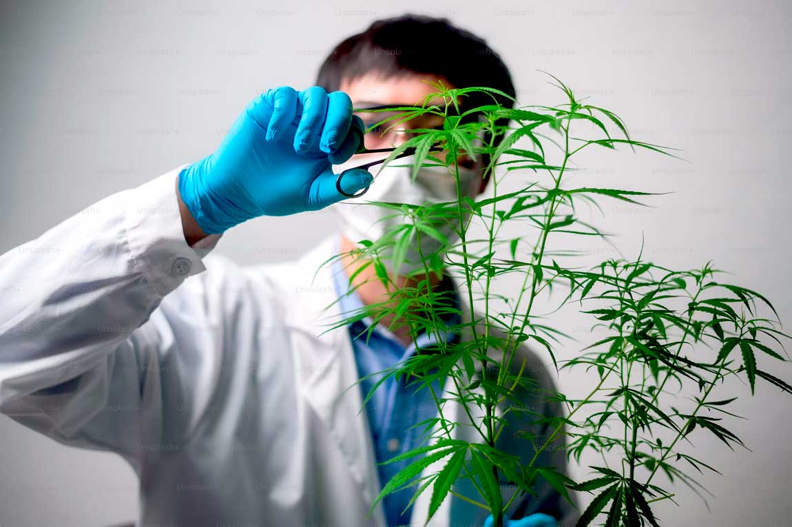 Chega ao Brasil novo medicamento à base de cannabis com nanofarmacologia aplicada